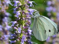 Pieris napi 72, Klein geaderd witje, Saxifraga-Tom Heijnen