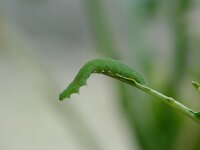 Pieris rapae, Small White