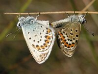 Plebeius argus, Silver-studded Blue