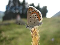 Plebeius argus 37, Heideblauwtje, Saxifraga-Arthur van Dijk
