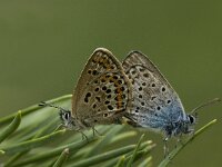 Plebeius argus 5, Heideblauwtje, Saxifraga-Marijke Verhagen