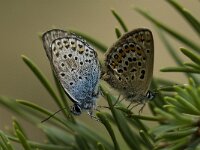 Plebeius argus 6, Heideblauwtje, Saxifraga-Marijke Verhagen