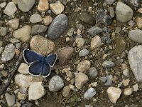 Plebeius argus 66, Heideblauwtje, male, Saxifraga-Jan van der Straaten