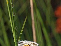 Plebejus argus 53, Heideblauwtje, Saxifraga-Hans Dekker