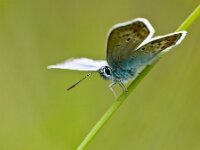 butterfly in natural habitat  a rare species of butterfly in natural habitat : Bug, Netherlands, argus, blue, bugs, butterfly, close-up, copy space, dutch, front, grass, green, heideblauwtje, insect, macro, mood, natural, nature, nobody, plebeius, plebeius argus, protected, rare, spring, springtime, summer, twig, wings