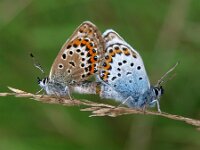 Plebejus argus 85, Heideblauwtje, Saxifraga-Hans Dekker