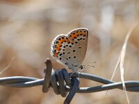 Plebeius eurypilus, Eastern Brown Argus