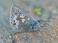 Plebeius glandon, Arctic Blue