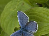 Plebeius idas 14, Vals heideblauwtje, male, Saxifraga-Jan van der Straaten