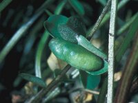 Plebeius idas 15, Vals heideblauwtje, pupa, Saxifraga-FritsBink