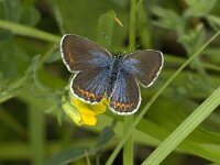 Plebeius idas 3, Vals heideblauwtje, female, Saxifraga-Jan van der Straaten