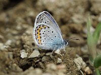 Plebejus idas 28, male, Vals heideblauwtje, Saxifraga-Joep Steur