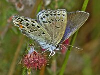 237_22, Veenbesblauwtje : Veenbesblauwtje, Cranberry Blue, Plebeius optilete, female