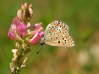 Plebeius pylaon, Zephyr Blue