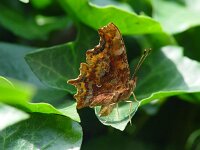 Polygonia c-album, Comma