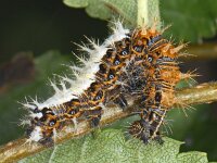 Gehakkelde aurelia 01 #09359 : Polygonia c-album, Gehakkelde aurelia
