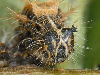 Gehakkelde aurelia 01 #09361 : Polygonia c-album, Gehakkelde aurelia