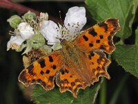Polygonia c-album 27, Gehakkelde aurelia, Saxifraga-Ab H Baas