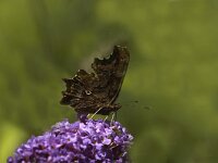 Polygonia c-album 3, Gehakkelde aurelia, Saxifraga-Jan van der Straaten