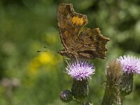 Polygonia c-album 38, Gehakkelde aurelia, Saxifraga-Willem van Kruijsbergen