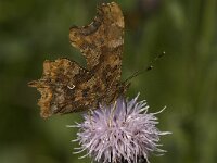 Polygonia c-album 45, Gehakkelde aurelia, Saxifraga-Jan van der Straaten