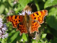 Polygonia c-album 47, Gehakkelde aurelia, Saxifraga-Bart Vastenhouw