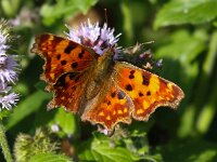 Polygonia c-album 48, Gehakkelde aurelia, Saxifraga-Bart Vastenhouw