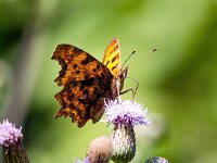Polygonia c-album 89, Gehakkelde aurelia, Saxifraga-Bart Vastenhouw