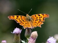 Polygonia c-album 91, Gehakkelde aurelia, Saxifraga-Bart Vastenhouw