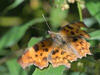 Polygonia c-album 92, Gehakkelde Aurelia, Saxifraga-Tom Heijnen