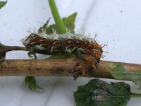 Polygonia c-album 95, Gehakkelde aurelia, Saxifraga-Michiel Drok
