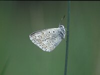 Polyommatus albicans, Spanish Chalk-hill Blue