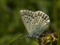 Polyommatus amandus 27, Wikkeblauwtje, male, Saxifraga-Jan van der Straaten