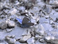 Polyommatus andronicus, Phalakron Blue