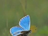 Polyommatus bellargus 1, Adonisblauwtje, Vlinderstichting-Albert Vliegenthart