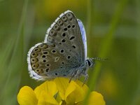 Polyommatus bellargus 19, Adonisblauwtje, male, Saxifraga-Jan van der Straaten