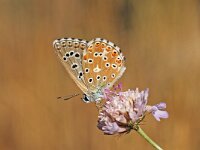 Polyommatus bellargus 33, Adonisblauwtje, Vlinderstichting-Albert Vliegenthart