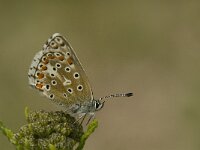 Polyommatus bellargus 62, Adonisblauwtje, female, Saxifraga-Jan van der Straaten