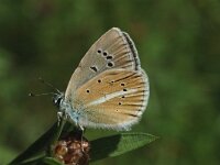 Polyommatus damon 11, Witstreepblauwtje, female, Saxifraga-Jan van der Straaten