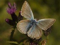 Polyommatus damon 24, Witstreepblauwtje, male, Saxifraga-Jan van der Straaten