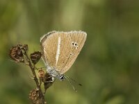 Polyommatus damon 46, Witstreepblauwtje, Saxifraga-Jan van der Straaten