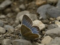 Polyommatus damon 51, Witstreepblauwtje, male, Saxifraga-Jan van der Straaten