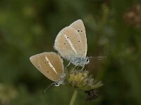 Polyommatus damon 54, Witstreepblauwtje, Saxifraga-Jan van der Straaten