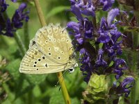 Polyommatus daphnis, Meleagers Blue