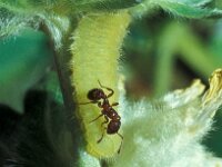 Polyommatus dorylas, Turquoise Blue