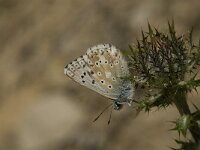 Polyommatus hispana 10, Provencaals bleek blauwtje, male, Saxifraga-Jan van der Straaten
