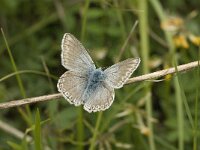 Polyommatus hispana 11, Provencaals bleek blauwtje, male, Saxifraga-Jan van der Straaten