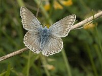 Polyommatus hispana 15, Provencaals bleek blauwtje, male, Saxifraga-Jan van der Straaten