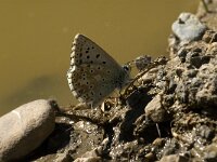 Polyommatus hispana 2, Provencaals bleek blauwtje, female, Saxifraga-Jan van der Straaten