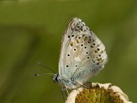 Polyommatus hispana 20, Provencaals blauwtje, male, Saxifraga-Jan van der Straaten